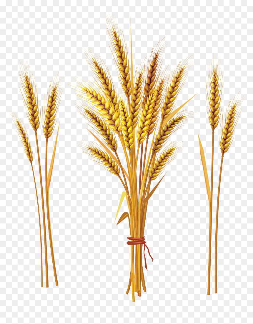 Wheat Png - Wheat Spike, Transparent Png - crops png