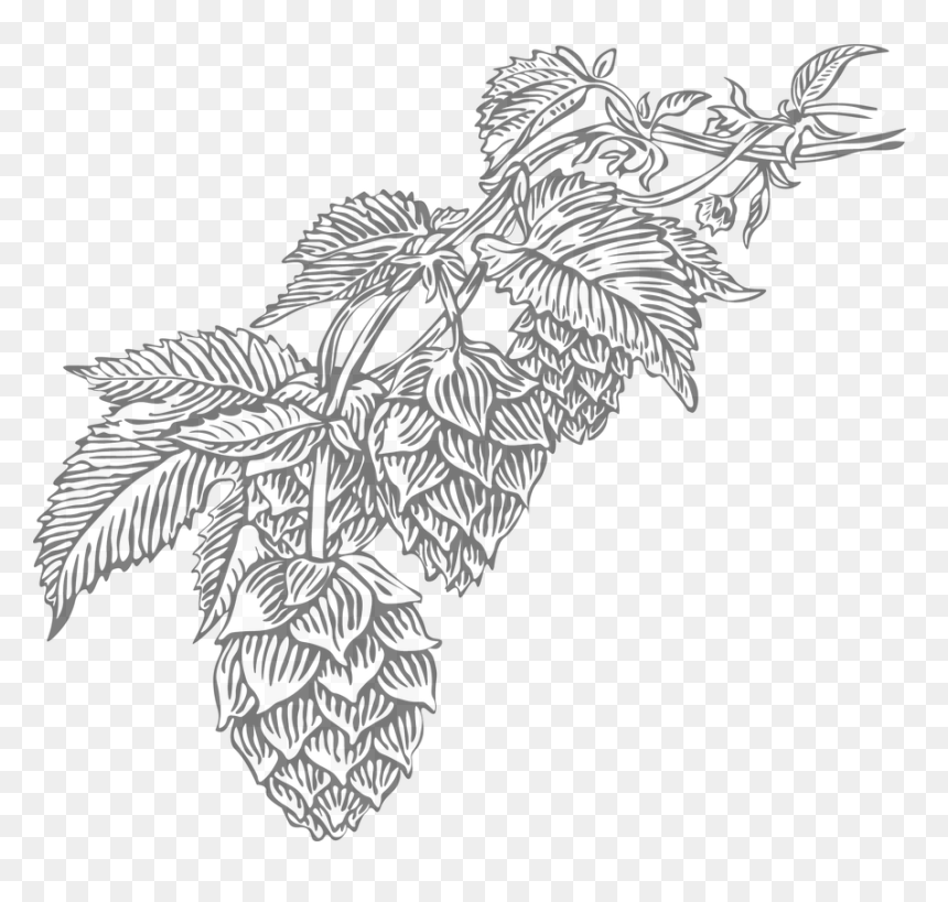 Picture - Shortleaf Black Spruce, HD Png Download - crops png