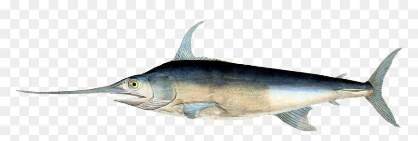 Histoire Naturelle Des Poissons George Cuvier, HD Png Download - sea fish png