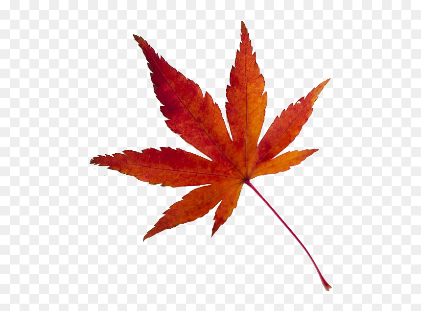 Maple Leaf 638022 1920 - Frasi Minime Con Soggetto E Predicato, HD Png Download - leaf .png