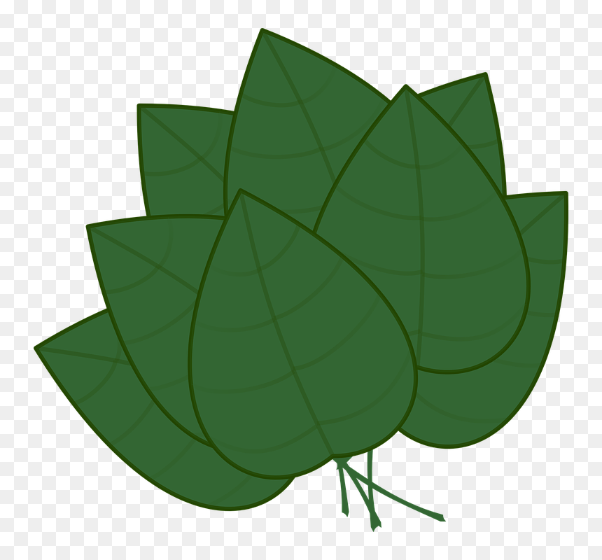 Basil 20clipart - Basil Leaves Clipart Transparent, HD Png Download - leaf .png
