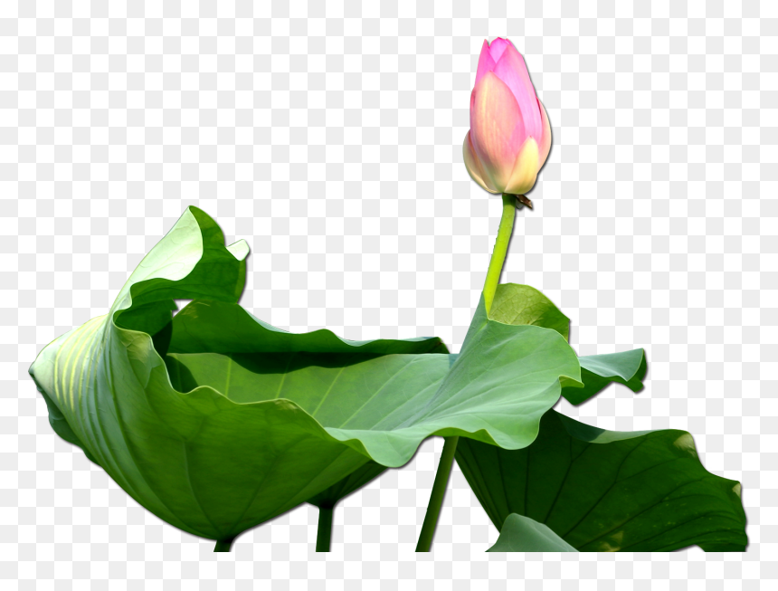 Nelumbo Nucifera Clip Art - น้ำมัน หอม ระเหย กลิ่น ดอกบัว, HD Png Download - lotus clipart png