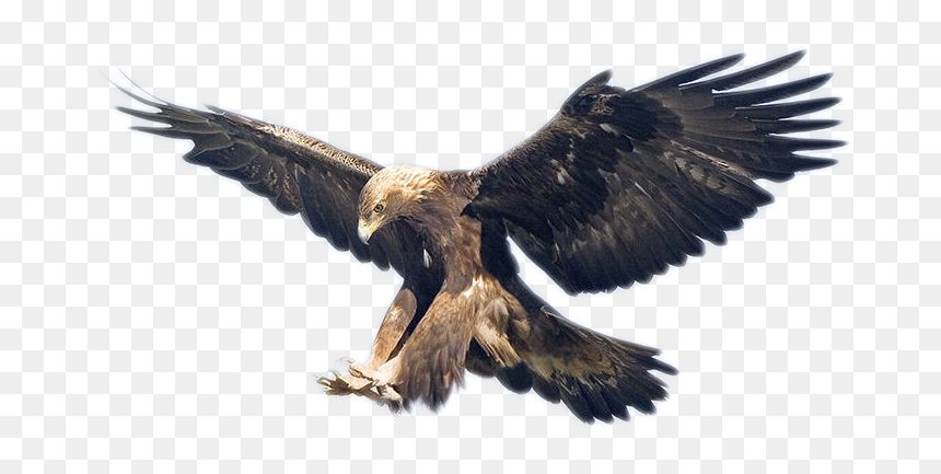 Golden Eagle Vs Snow Leopard, HD Png Download - egal png