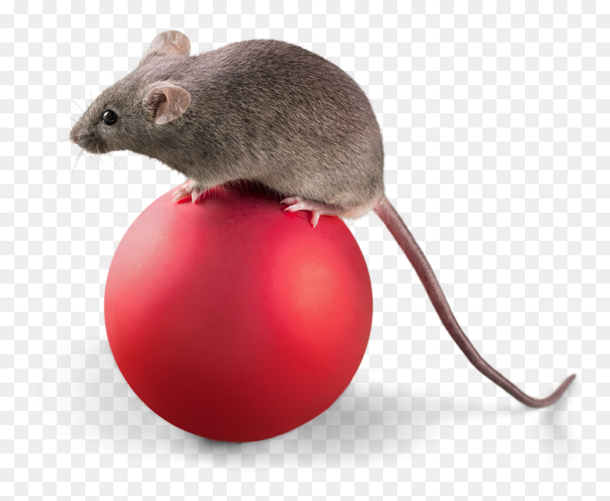 Cartoon Mickey Mouse, HD Png Download - mickey mouse cartoon images png