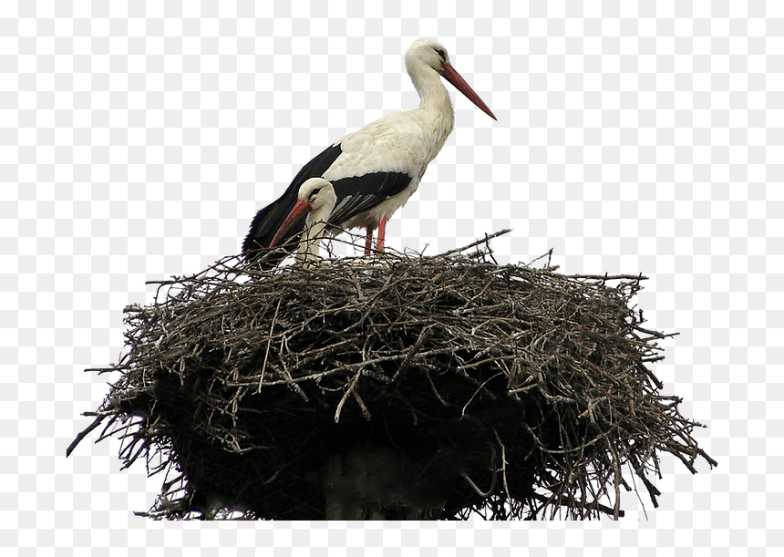 Stork Nest - Stork Nest Png, Transparent Png - nest clipart png