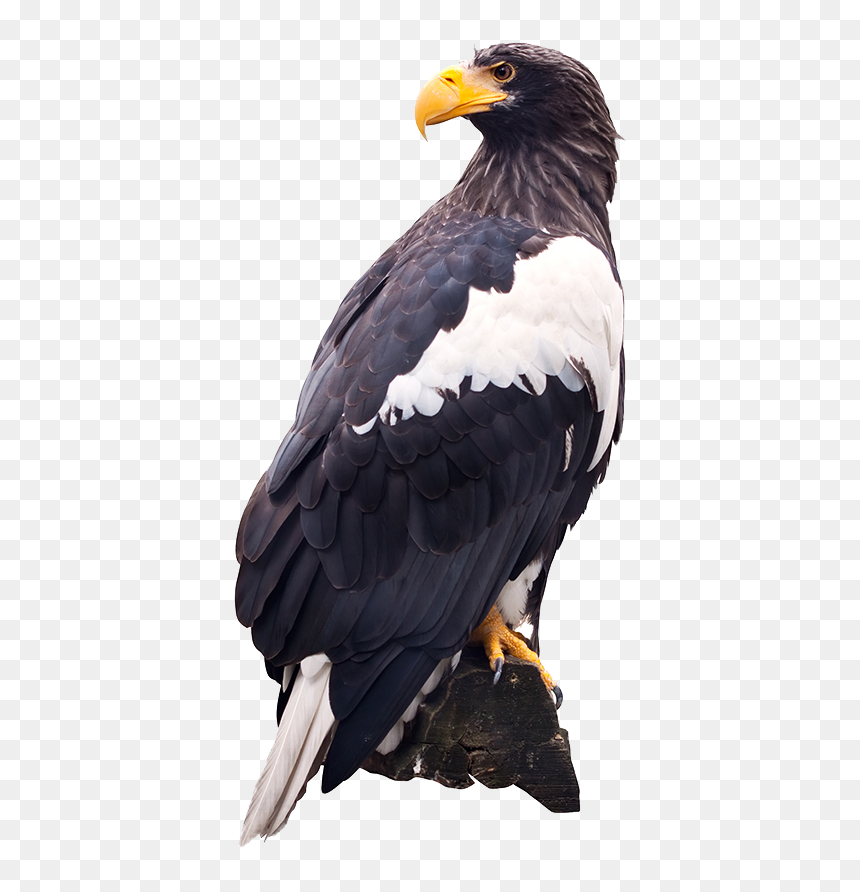 Steller"s Sea Eagle Png , Png Download - White Tailed Eagle Transparent, Png Download - egal png