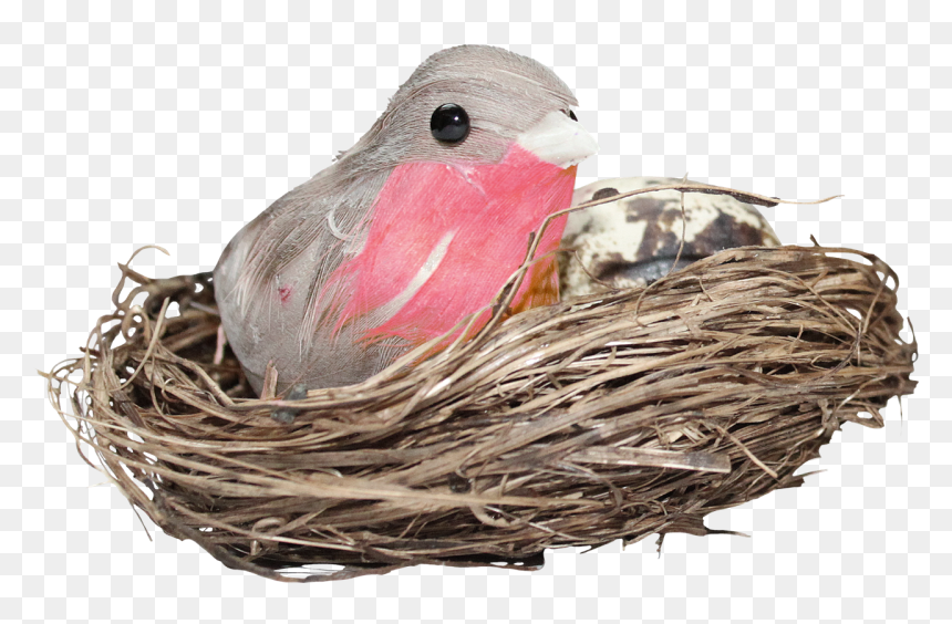 Nest Png Hd Photo - Bird In Nest Png, Transparent Png - nest clipart png