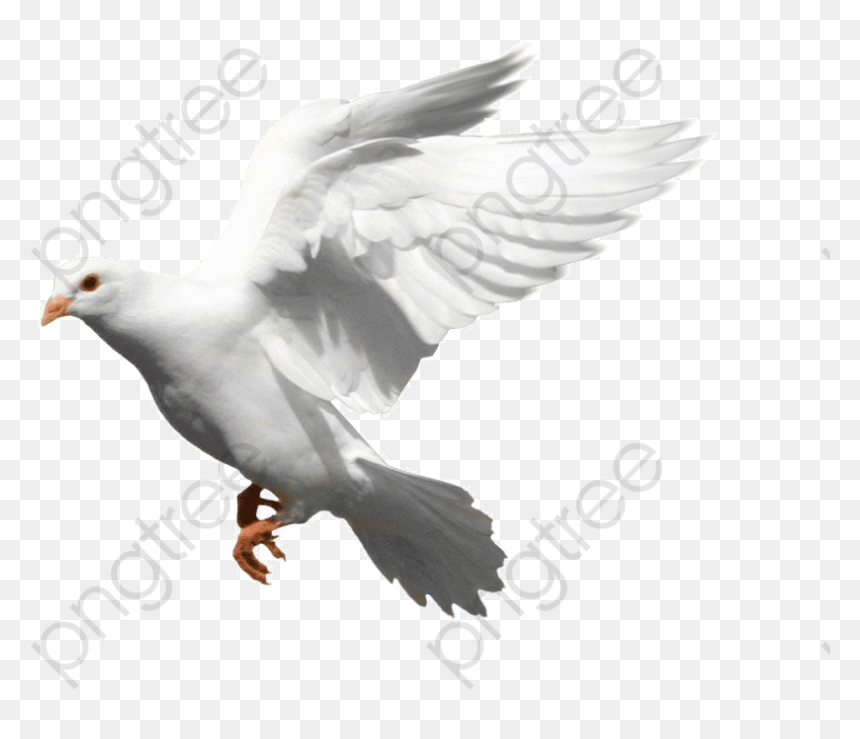 Bird Fly Png Transparent - Stock Dove, Png Download - peace pigeon png