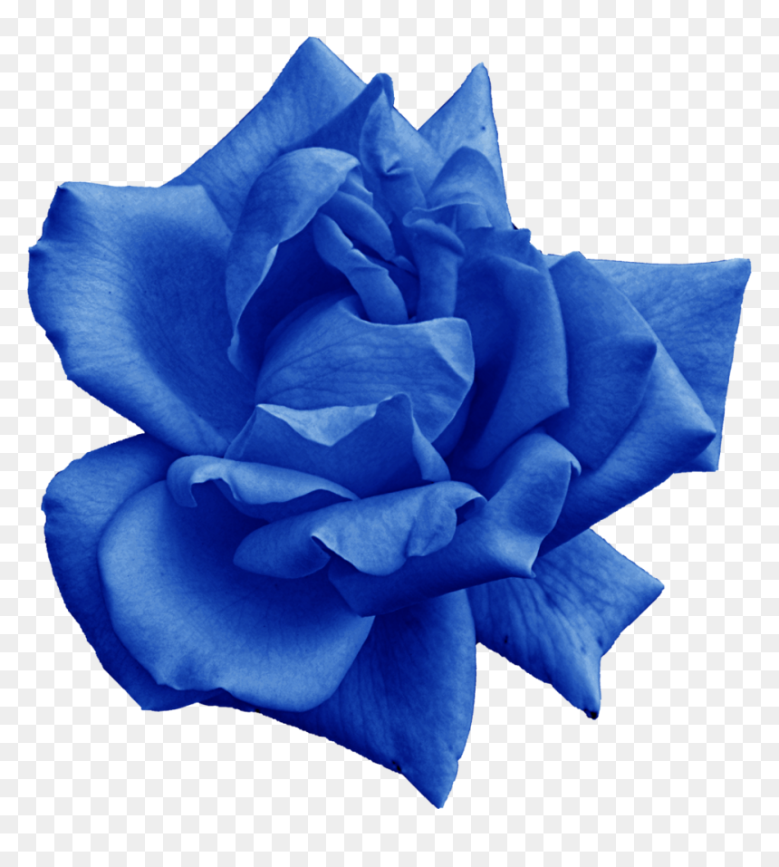 Png File Size - Blue Rose, Transparent Png - rose png file