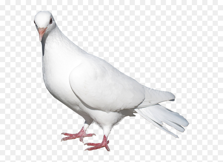 Transparent White Pigeon Png, Png Download - peace pigeon png