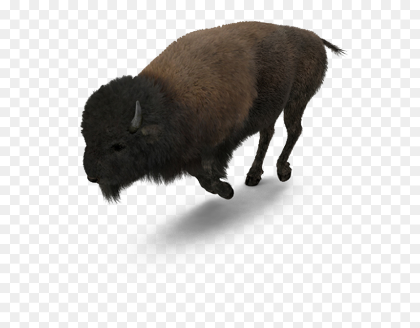 Buffalo American Bison - American Buffalo Png, Transparent Png - buffalo png images