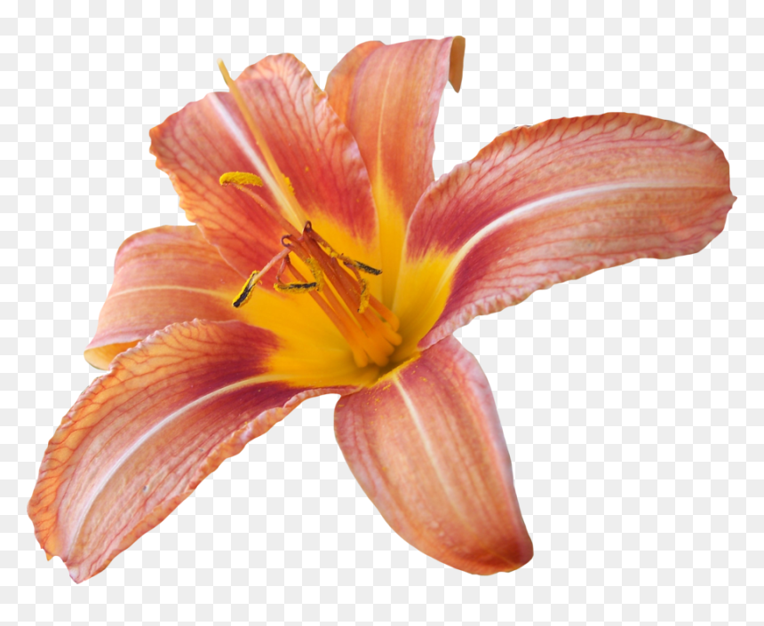 Lily Transparent Background, HD Png Download - mahavir png