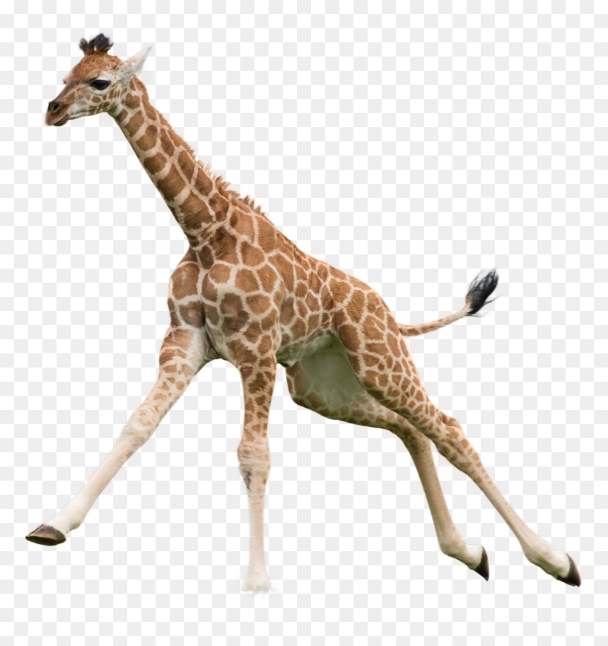 Giraffe Png Image - Giraffe Png, Transparent Png - neck tattoos png