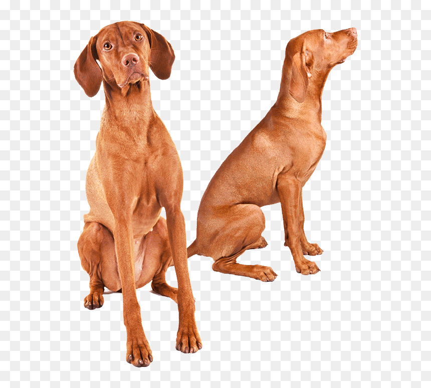 Great Deal Dog , Transparent Cartoons - Vizsla, HD Png Download - great deal png