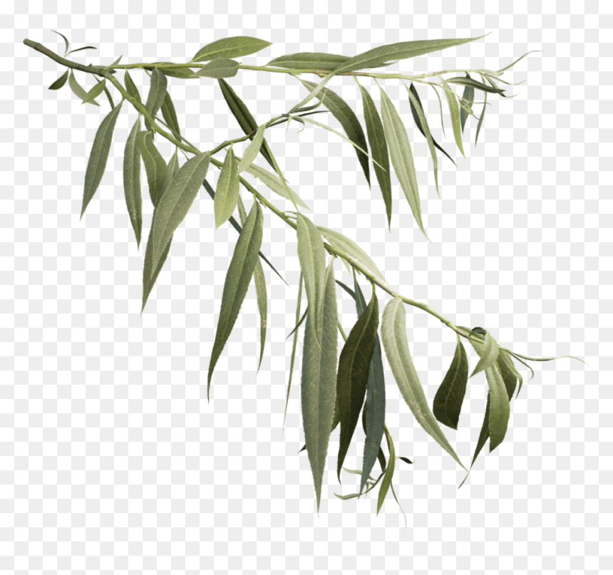 Plant,flowering Plant,plant Stem,eucalyptus - Willow Leaves White Background, HD Png Download - truffula tree png