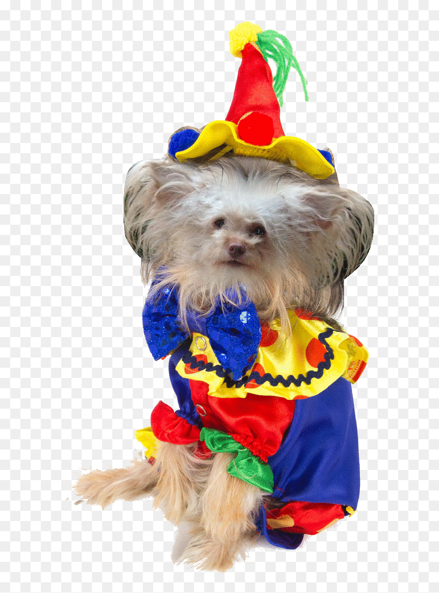 Transparent Taissa Farmiga Png - Disfraz De Payaso Para Perrita Yorkshire, Png Download - american horror story png