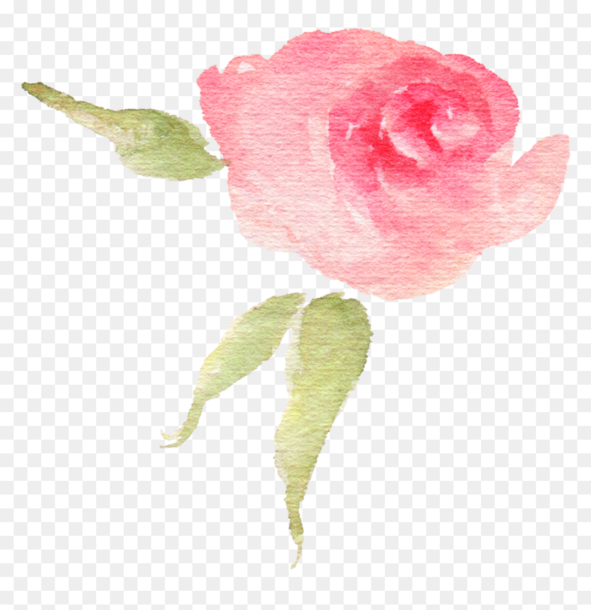Pink Watercolor Flower Bud - Garden Roses, HD Png Download - watercolor peonies png