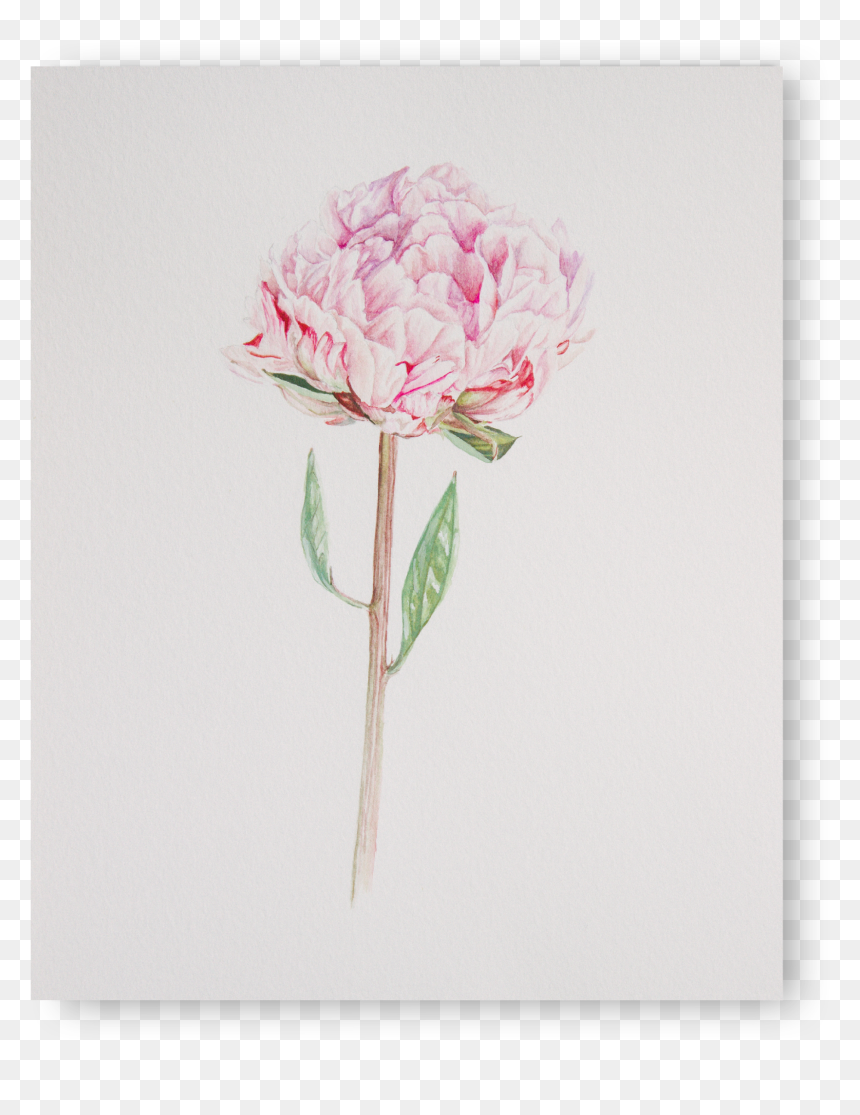 Peony - Common Peony, HD Png Download - watercolor peonies png