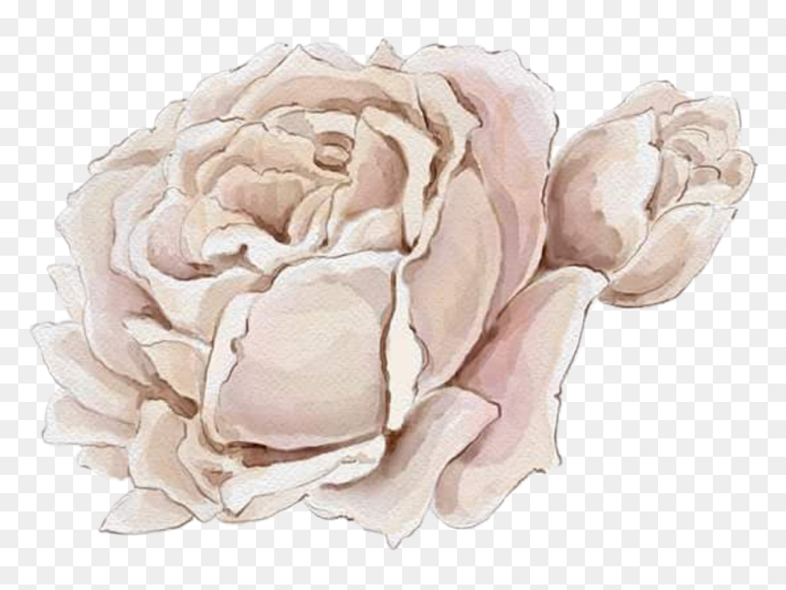 #watercolor #roses #flowers #floral #png #white - Flower, Transparent Png - watercolor peonies png