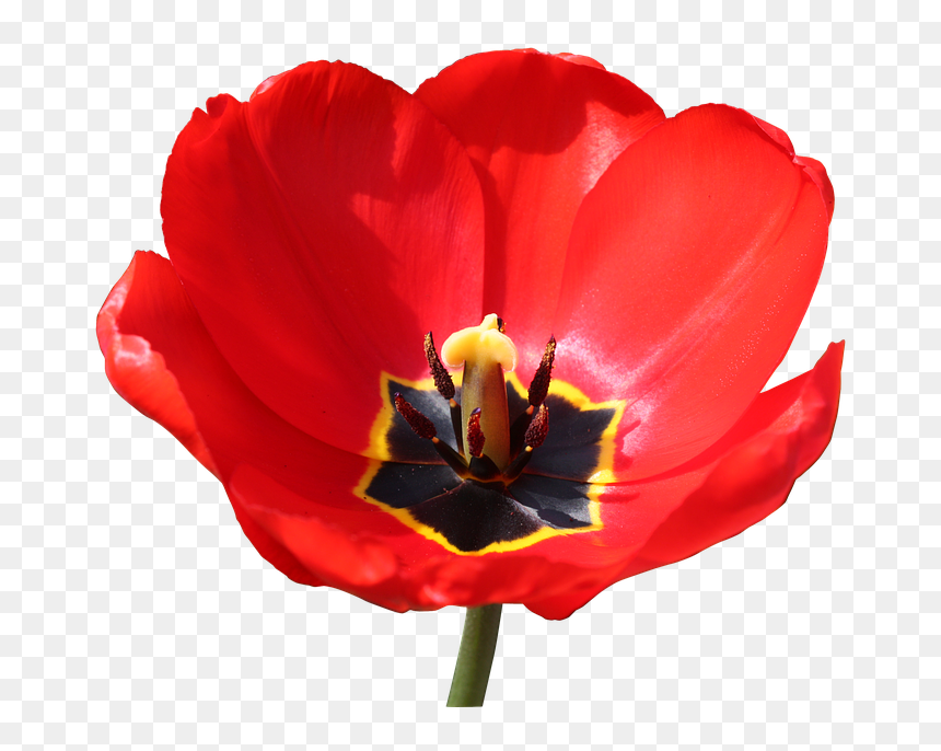 Red Stamp Png - Red Close Up Of A Open Tulpen, Transparent Png - red stamp png