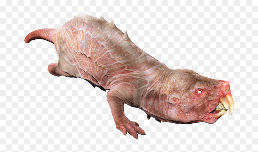 Mole Rat - Naked Mole Rat Png, Transparent Png - mole.png