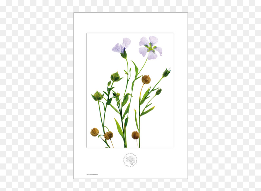 Picture Of Linen Aboca Botanical Art Flower - Linen Botanical Art, HD Png Download - floral print png