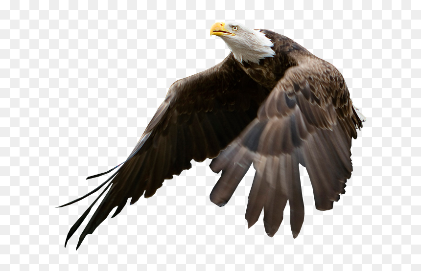 Bald Eagle Blank Background, HD Png Download - murica png