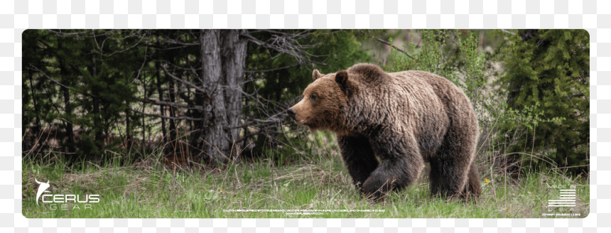 Grizzly Bear, HD Png Download - grizzly png