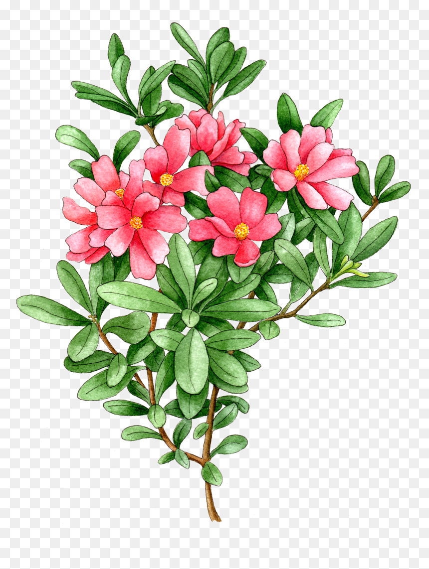 Portable Network Graphics, HD Png Download - azalea png