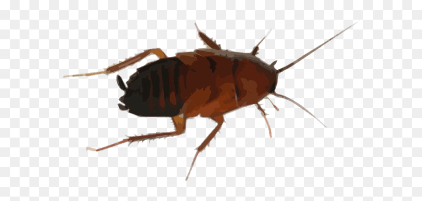 Cockroach Drawing - Cock Roaches In Tennessee, HD Png Download - cucaracha png