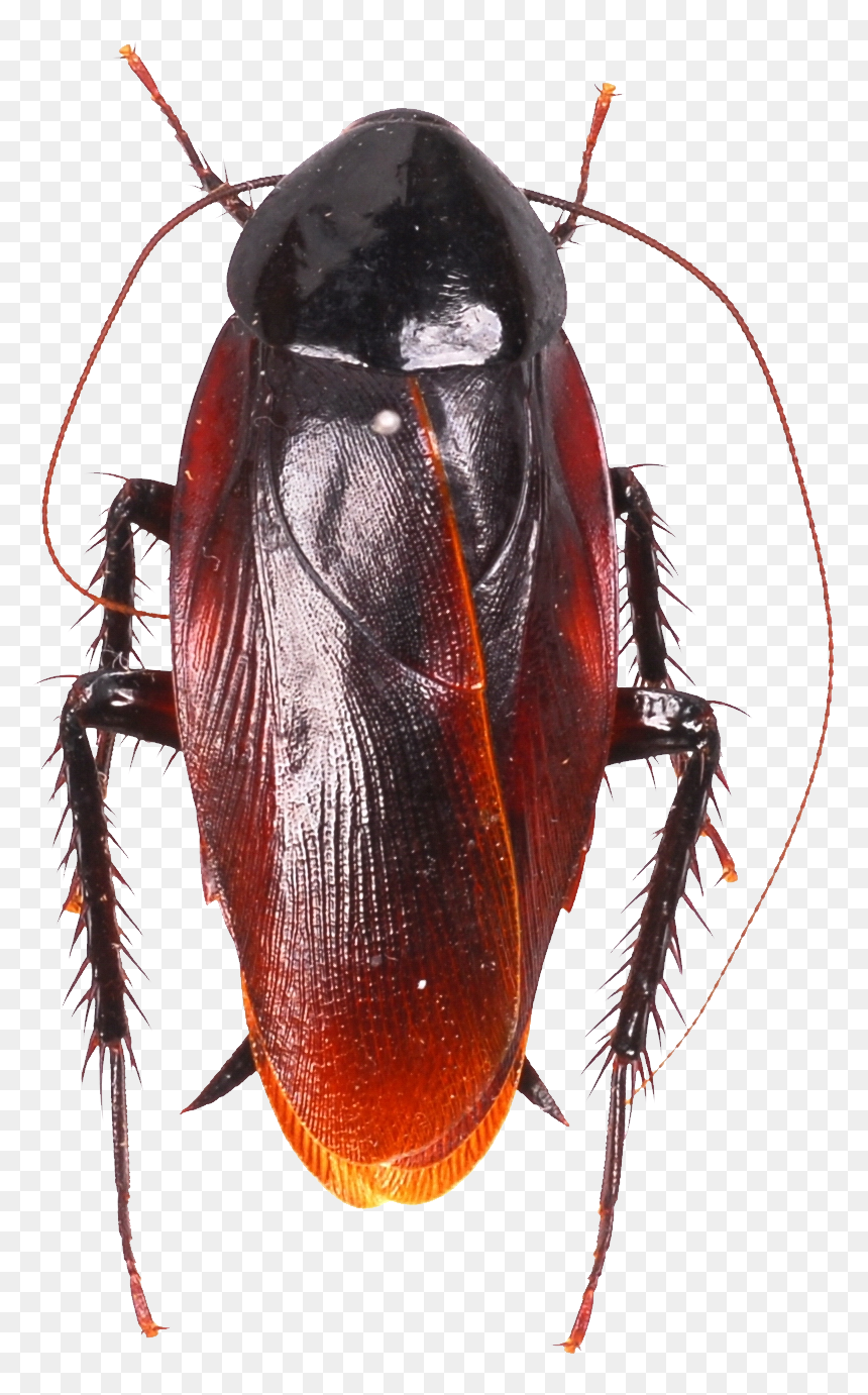Miridae, HD Png Download - cucaracha png