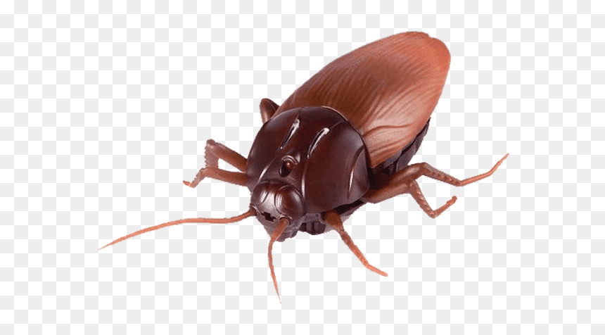 Zophobas Morio, HD Png Download - cucaracha png