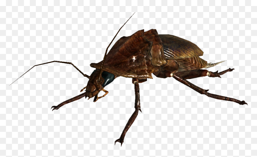 Nukapedia The Vault, HD Png Download - cucaracha png