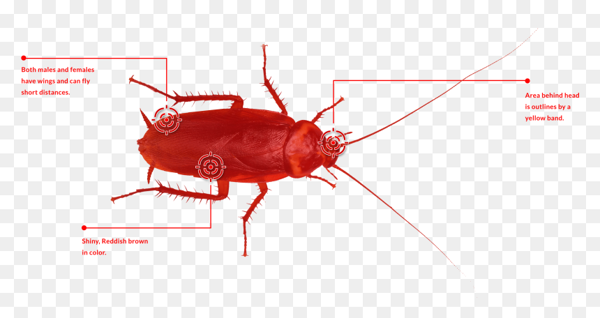Red Cockroache - Leaf Beetle, HD Png Download - cucaracha png