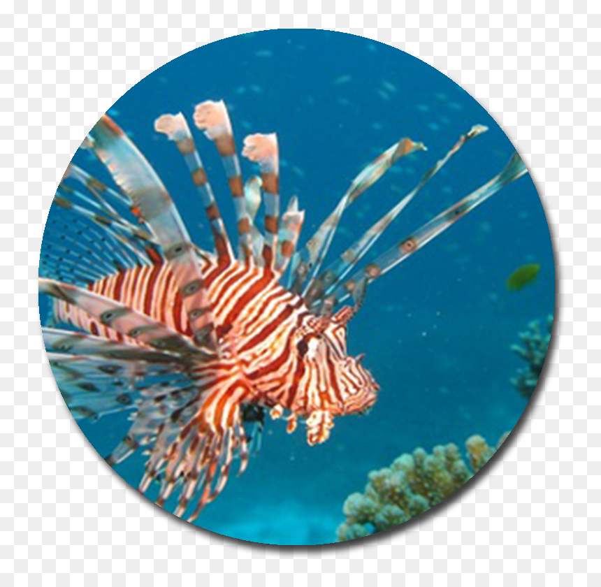 Red Lionfish , Png Download - Red Lionfish, Transparent Png - lionfish png