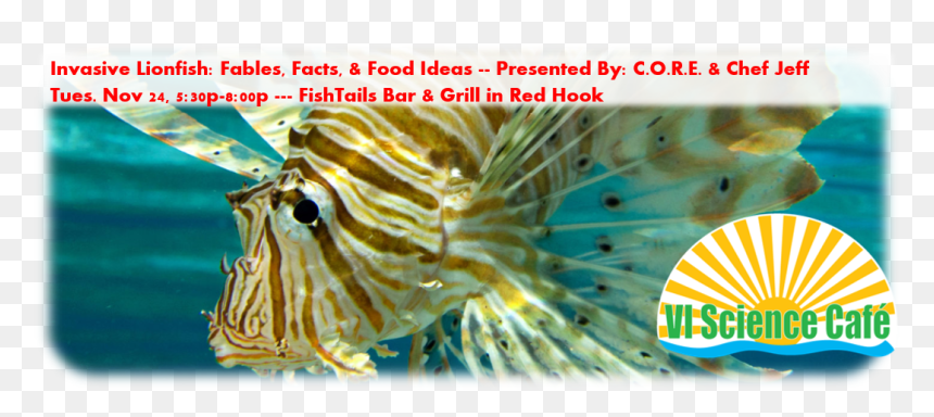 Invasive Lionfish Facts, Fables And Food Ideas - Lionfish, HD Png Download - lionfish png