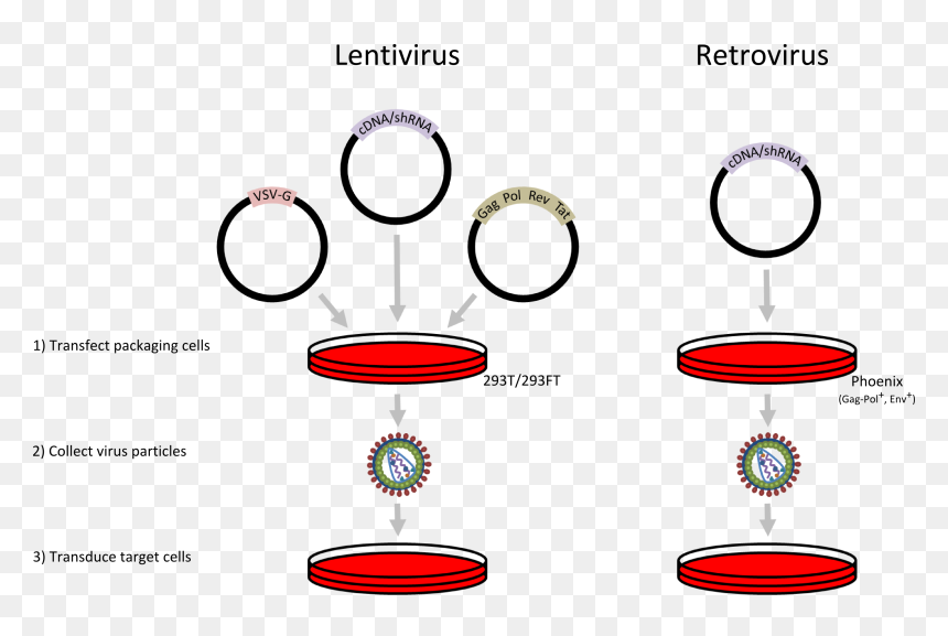 Nucleic Acid Delivery - Lentiviral Infection, HD Png Download - cruz vector png