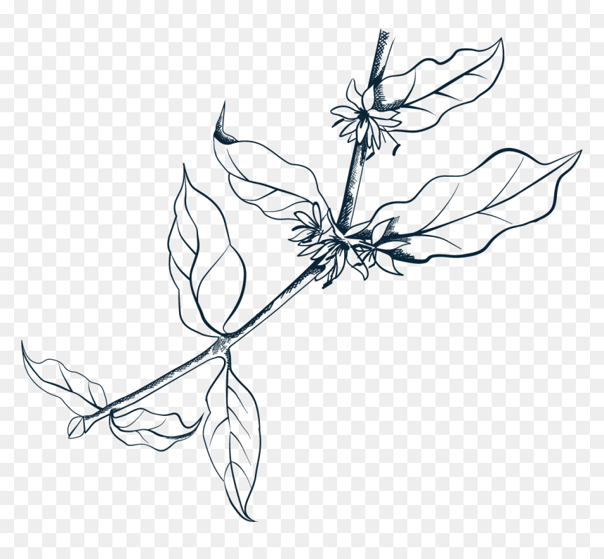Drawing, HD Png Download - monical png