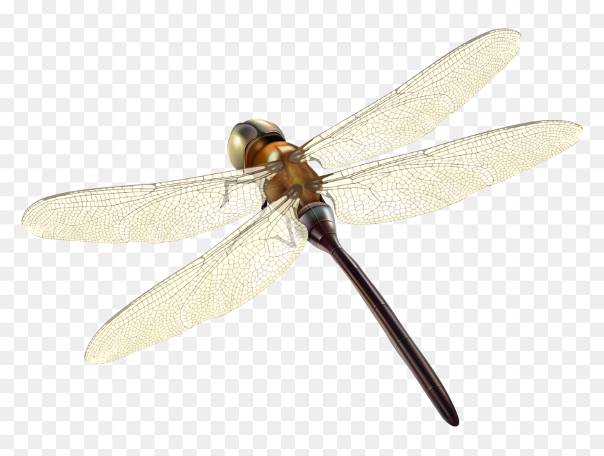 Dragonfly Png Clipart - Portable Network Graphics, Transparent Png - dragon fly png