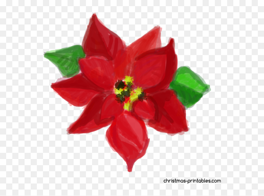 Transparent Background Poinsettia Clipart, HD Png Download - holly clipart png
