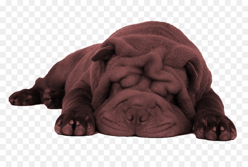 Dog White Background Hd, HD Png Download - puppy png