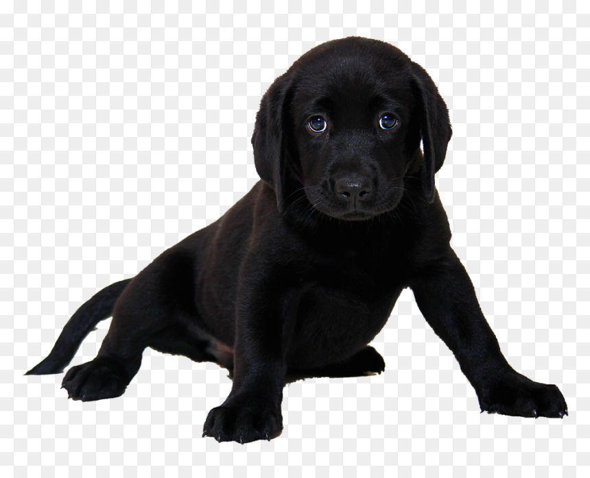 Black Chocolate Lab Puppies, HD Png Download - puppy png