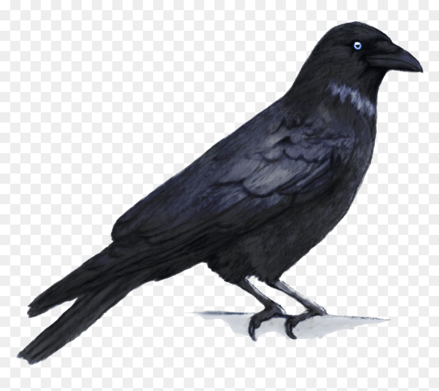 Crow Png, Transparent Png - crow png