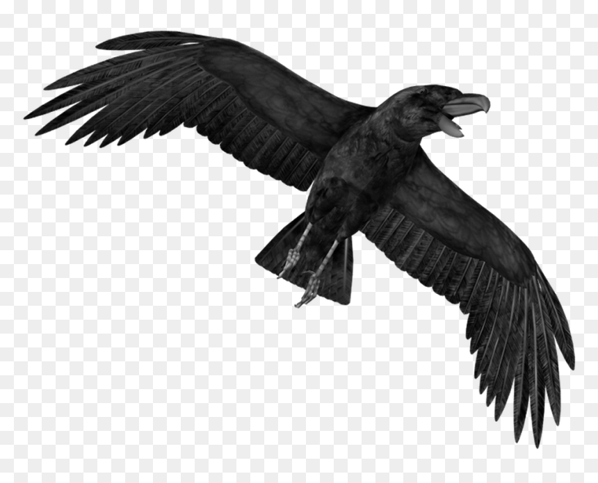 Crow Hd Png, Transparent Png - crow png