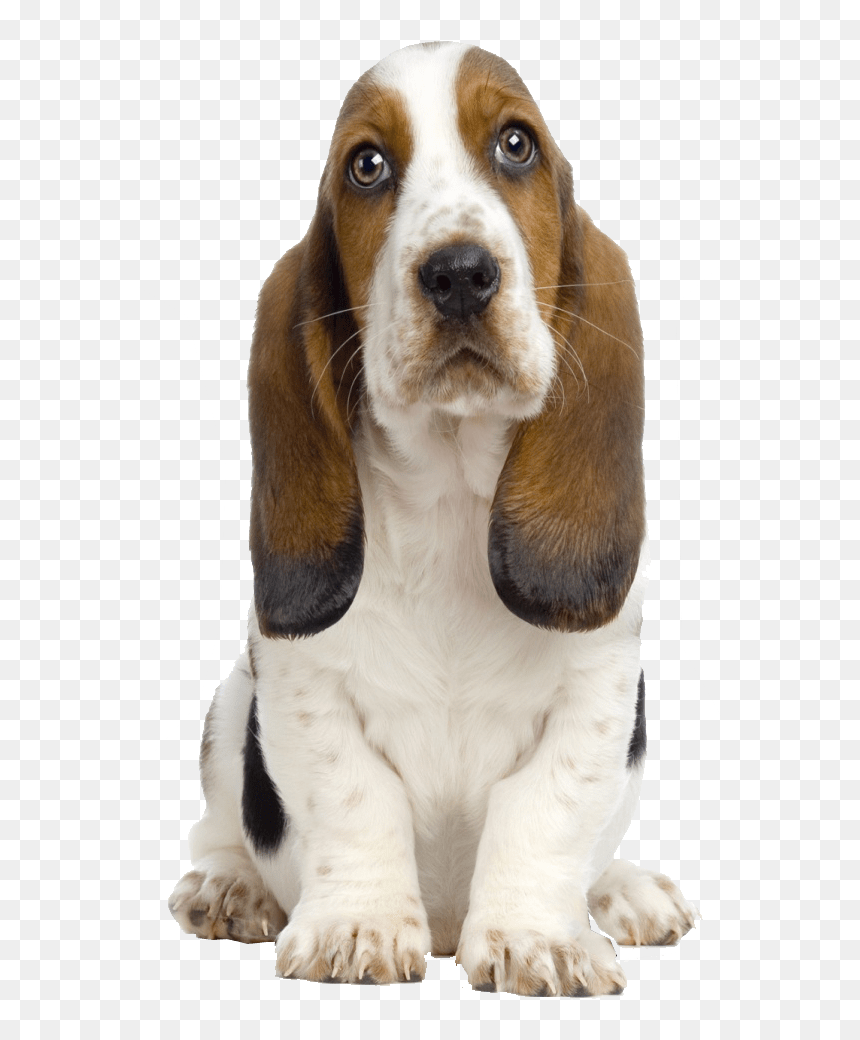 Basset Hound Puppy, HD Png Download - puppy png