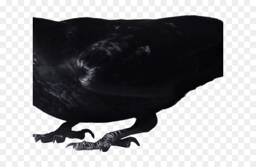 Crow Clipart Transparent Background, HD Png Download - crow png