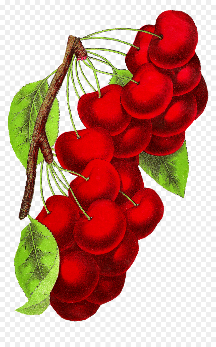 Vintage Cherry Art, HD Png Download - cherry png