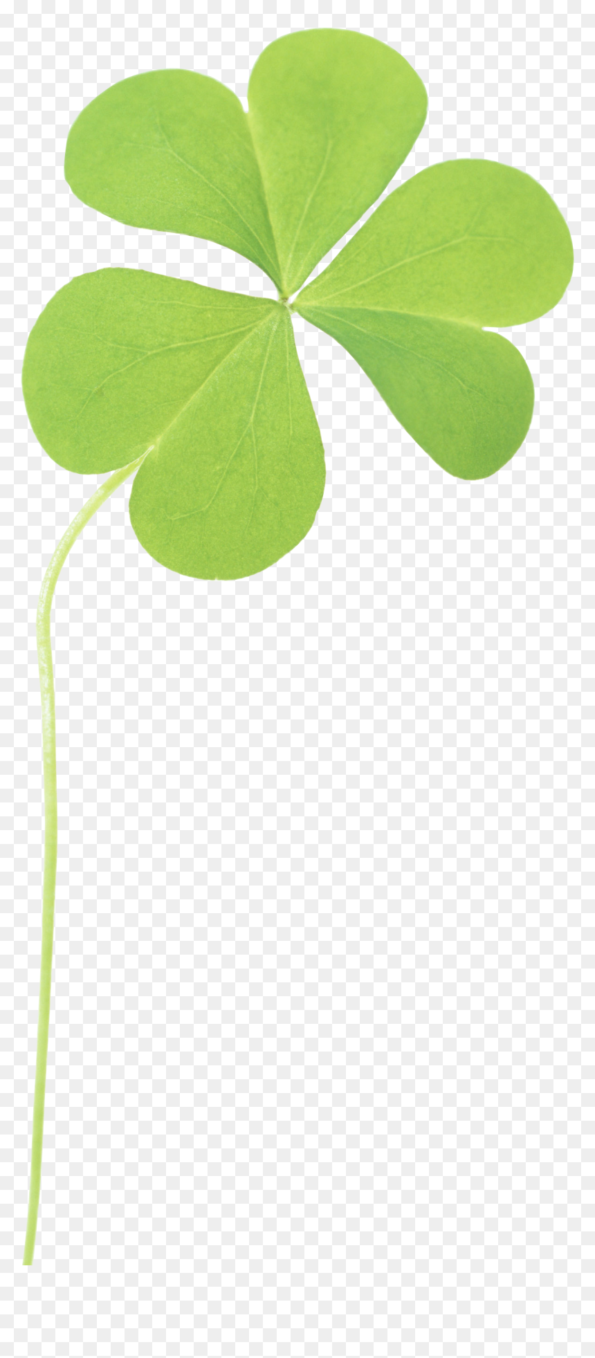 Trebol De 3 Hojas Png, Transparent Png - clover png