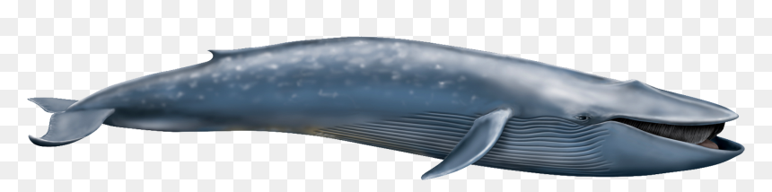 Shastasaurus Vs Blue Whale, HD Png Download - whale png