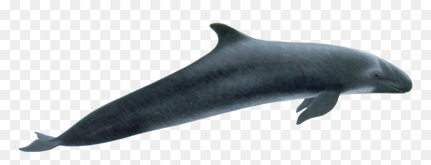 False Killer Whale Flippers, HD Png Download - whale png